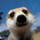 meerkats avatar